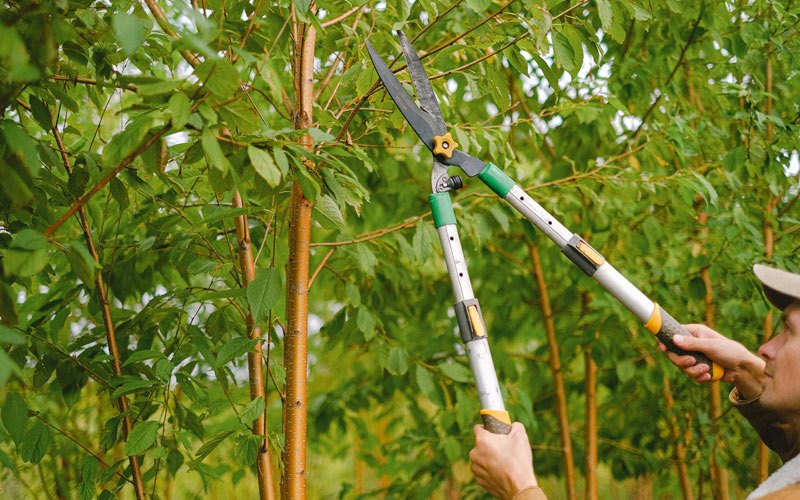 Tree trimming in Kalona, IA