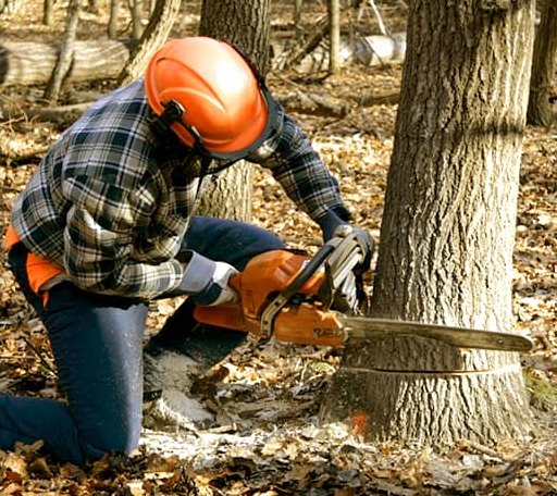 Tree Removal in Kalona, IA